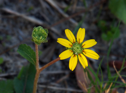 [The flower bud on the left is totally green and appears to have no petals, but it does have little green stumps around the green center. The eight yellow petals on the right bloom have an identical green center. Each petal also has some brown thread-like sections at the base of the petal near the center as if the petals were stitched to the center.]
